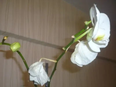 Хвороби орхідей фаленопсис і їх лікування чорні плями, сохнуть і в'януть листя, сохнуть коріння, боротьба з
