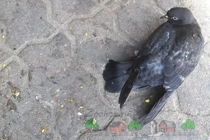 Хвороба вертячка у голубів симптоми і лікування (голубів) Хвороба вертячка у голубів симптоми і лікування