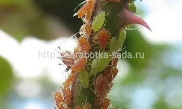 Боротьба з хворобами і шкідниками троянд