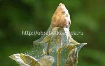 Боротьба з хворобами і шкідниками троянд