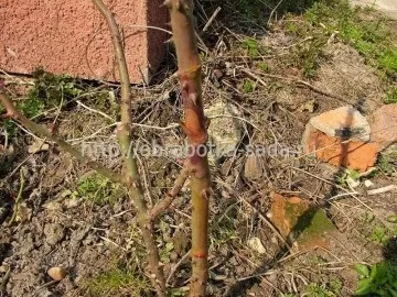 Боротьба з хворобами і шкідниками троянд