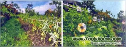 Боротьба з фітофторою - поради досвідчених, сайт про сад, дачі і кімнатних рослинах (фітофтора) Боротьба з фітофторою - поради досвідчених, сайт про сад, дачі і кімнатних рослинах
