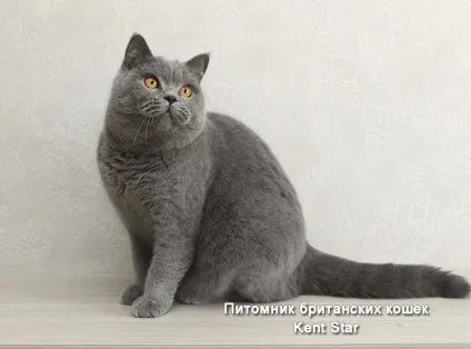 Британська лиловая кішка