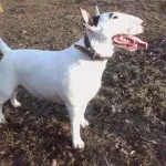 Бультер'єр історія породи, фото, відео, догляд, характер (english bull terrier) Бультер'єр історія породи, фото, відео, догляд, характер