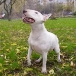 Бультер'єр історія породи, фото, відео, догляд, характер (порода) Бультер'єр історія породи, фото, відео, догляд, характер