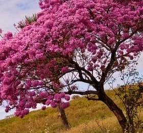 Чай лапачо корисні властивості