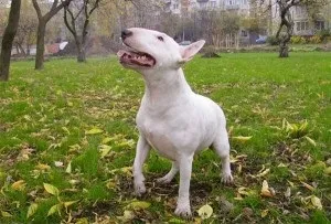 Бультер'єр історія породи, фото, відео, догляд, характер (собака) Бультер'єр історія породи, фото, відео, догляд, характер