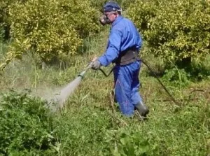 Бур'ян на городі - ефективні способи позбавлення від бур'янів відео (городі) Бур'ян на городі - ефективні способи позбавлення від бур'янів відео