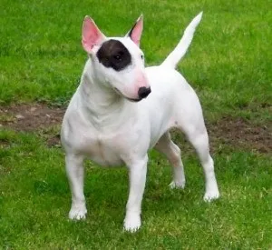 Бультер'єр історія породи, фото, відео, догляд, характер (english bull terrier) Бультер'єр історія породи, фото, відео, догляд, характер