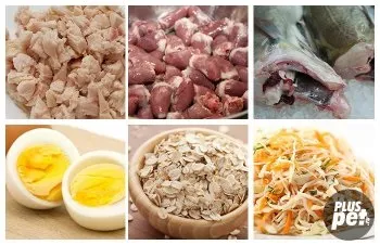 Чим годувати сіамську кішку і кошеня (харчування сіамської кішки) Чим годувати сіамську кішку і кошеня
