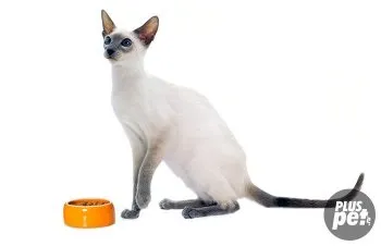Чим годувати сіамську кішку і кошеня (корм для сіамських котів) Чим годувати сіамську кішку і кошеня