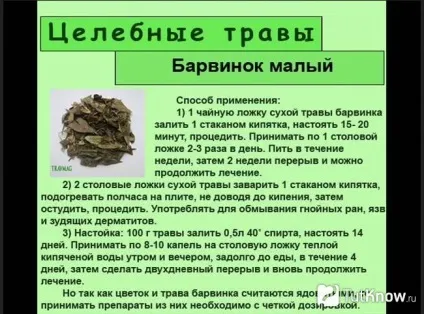 Цілющі властивості і показання барвінку малого (показання) Цілющі властивості і показання барвінку малого