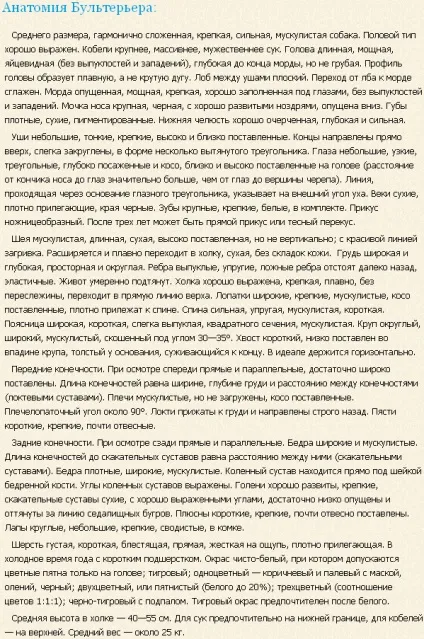 Бультер'єр історія породи, фото, відео, догляд, характер (породи) Бультер'єр історія породи, фото, відео, догляд, характер
