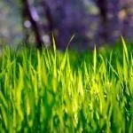 Через скільки сходить газонна трава після посіву (сходить) Через скільки сходить газонна трава після посіву