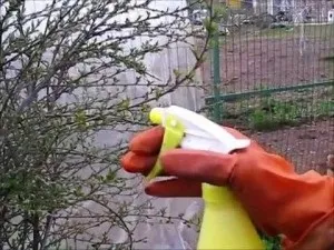 Чим удобрювати вишню навесні і влітку рекомендації фахівців (удобрювати) Чим удобрювати вишню навесні і влітку рекомендації фахівців
