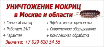 Чим харчуються мокриці в природі, а також в житло людини (харчуються) Чим харчуються мокриці в природі, а також в житло людини