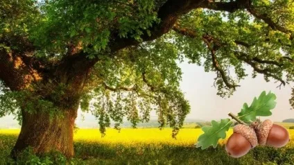 Чим корисні яблука, соціальна мережа працівників освіти (корисні) Чим корисні яблука, соціальна мережа працівників освіти