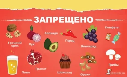 Чим не можна годувати собаку - my life (годувати) Чим не можна годувати собаку - my life