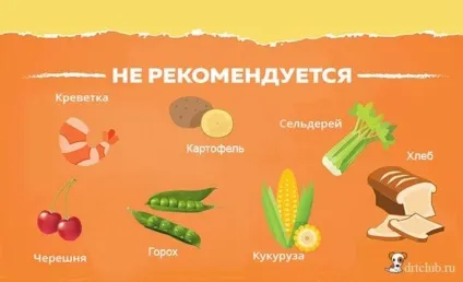 Чим не можна годувати собаку - my life (собаку) Чим не можна годувати собаку - my life