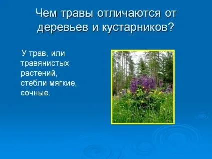 Чим трави відрізняються від дерев і чагарників - презентація 5398-11 (ніж) Чим трави відрізняються від дерев і чагарників - презентація 5398-11