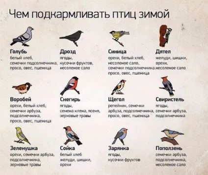 Чим підгодовувати птахів взимку, 6 соток