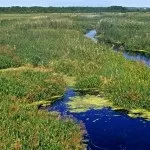 Що робити якщо на ділянці болотистий грунт - заболочений ділянку (заболочений) Що робити якщо на ділянці болотистий грунт - заболочений ділянку