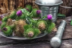 Чищення печінки в домашніх умовах народними засобами овес, трави та ін (умовах) Чищення печінки в домашніх умовах народними засобами овес, трави та ін