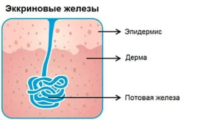 Що робити якщо потіють ноги - особливості лікування недуги (робити) Що робити якщо потіють ноги - особливості лікування недуги