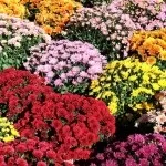 Що можна виростити на дачі в криму, крим на (крим) Що можна виростити на дачі в криму, крим на