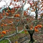 Що можна виростити на дачі в криму, крим на (можна) Що можна виростити на дачі в криму, крим на