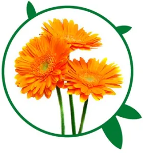 Що потрібно знати при зверненні з герберою, vi agro (герберою) Що потрібно знати при зверненні з герберою, vi agro