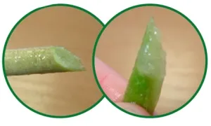 Що потрібно знати при зверненні з герберою, vi agro ( Що потрібно знати при зверненні з герберою, vi agro