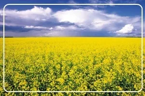 Що означає слово - рапунцель
