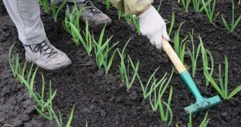Що можна садити поруч з часником, чи можна садити полуницю (Сюди варто віднести) Що можна садити поруч з часником, чи можна садити полуницю