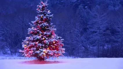 Що потрібно робити, щоб ялинка довго стояла