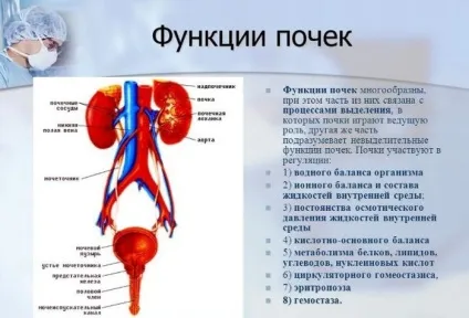 Що фільтрують нирки і будова ниркового фільтра (є основними функціональними структурними) Що фільтрують нирки і будова ниркового фільтра