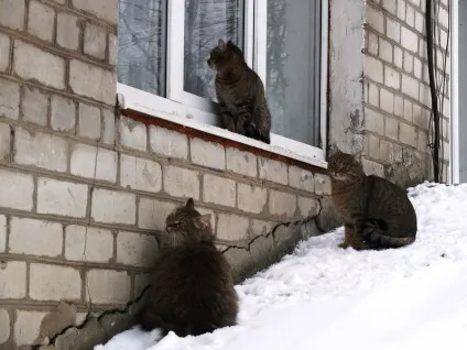 Що робити з спраглим на вулицю котом (вулицю) Що робити з спраглим на вулицю котом