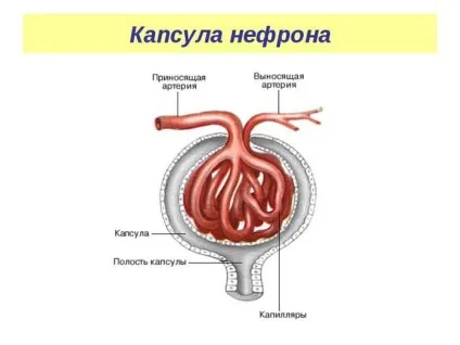 Що фільтрують нирки і будова ниркового фільтра (ниркового) Що фільтрують нирки і будова ниркового фільтра