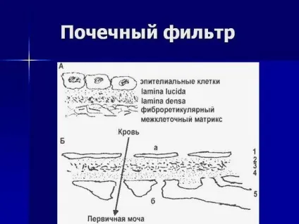 Що фільтрують нирки і будова ниркового фільтра (будова) Що фільтрують нирки і будова ниркового фільтра