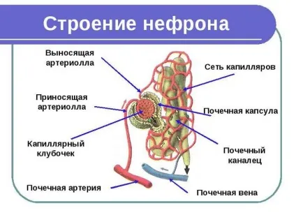 Що фільтрують нирки і будова ниркового фільтра (ниркового) Що фільтрують нирки і будова ниркового фільтра