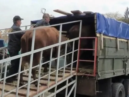 Що потрібно знати про транспортування худоби і птиці