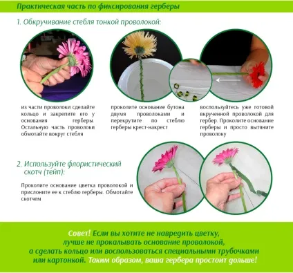 Що потрібно знати при зверненні з герберою, vi agro (герберою) Що потрібно знати при зверненні з герберою, vi agro