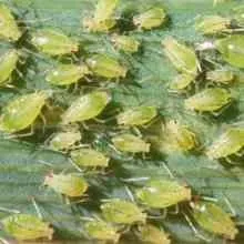 Секрети вирощування фіалок, приватний будинок (секрети) Секрети вирощування фіалок, приватний будинок