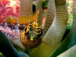 Секрети підводної зйомки - national geographic Україна (Кайкос Фотограф Рауль) Секрети підводної зйомки - national geographic Україна