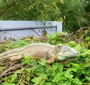 Секрети підводної зйомки - national geographic Україна (geographic) Секрети підводної зйомки - national geographic Україна