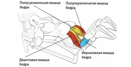 Згинання ніг лежачи - опрацювання задньої поверхні стегна (згинання) Згинання ніг лежачи - опрацювання задньої поверхні стегна