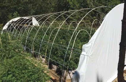 Секрети варащіванія конопель в теплицях із затемненням (конопель теплицях затемненням) Секрети варащіванія конопель в теплицях із затемненням