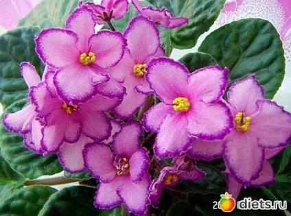 Секрети »вирощування фіалок (сенполій) наш дворик групи (приблизно всієї маси субстрату) Секрети »вирощування фіалок (сенполій) наш дворик групи