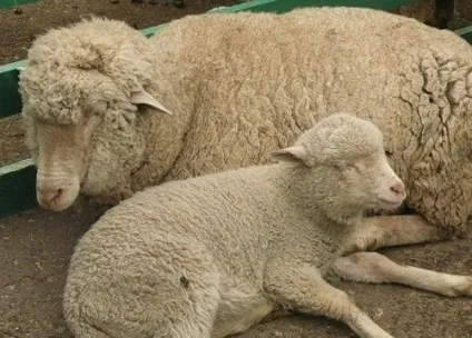 Цигайська порода овець - agroxxi (шерстно-м'ясні напівтонкорунні породи овець) Цигайська порода овець - agroxxi
