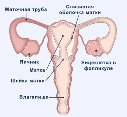 Що таке овуляція і фертильність особливості і факти (внаслідок зміни рівня гормонів) Що таке овуляція і фертильність особливості і факти